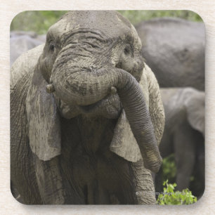 Ein junger afrikanischer Elefant (Loxodonta Untersetzer