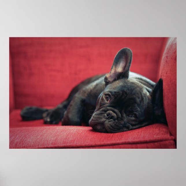 Ein junger französischer Bulldogge, der auf einer  Poster (Vorne)