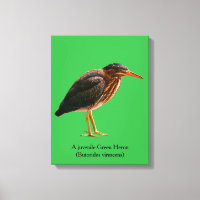 Ein junger Grüner Reiher (Butorides virescens)