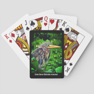 Ein junger Grünreiher (Butorides virescens) Spielkarten