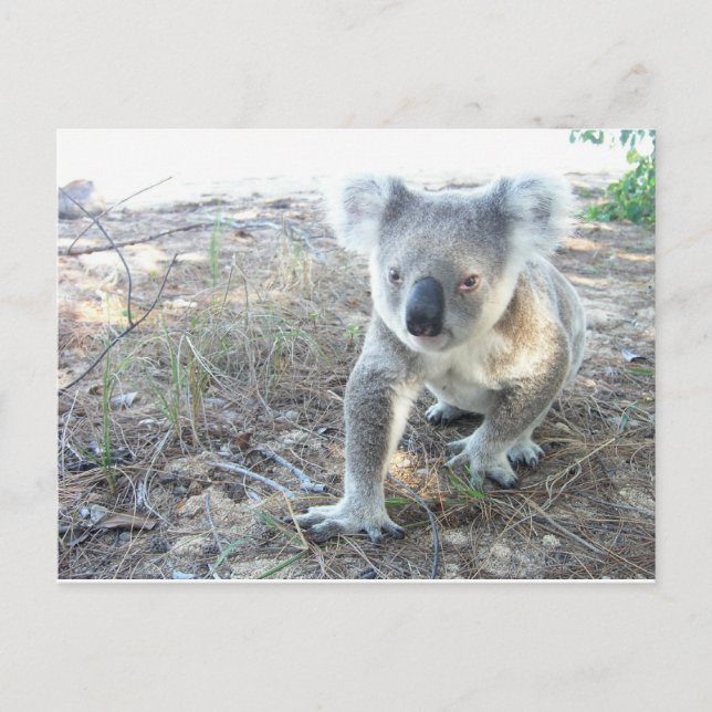 Ein junger Koala, der am Strand spaziert Postkarte (Vorderseite)