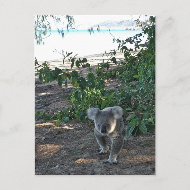 Ein junger Koala geht am Strand spazieren Postkarte (Vorderseite)