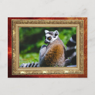 Ein junger Lemur, Tierfotografie Postkarte