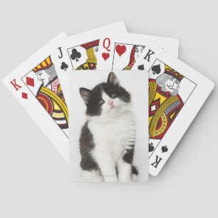 Ein junges Kätzchen, das in die Kamera schaut Spielkarten
