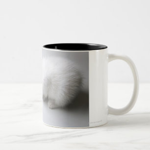 Ein junges Kätzchen dehnt seinen Kopf hinunter ei Zweifarbige Tasse