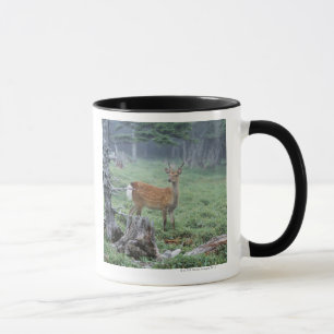Ein junges Rotwild in einer Waldreinigung Tasse
