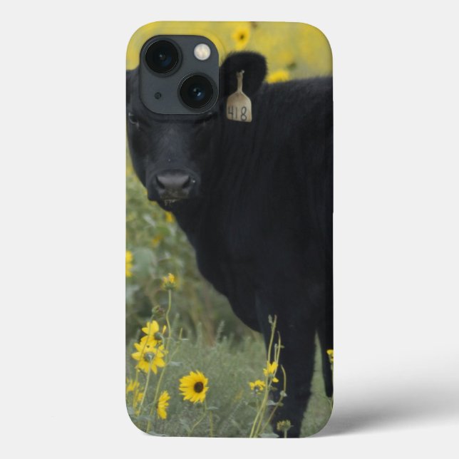 Ein Kalb inmitten der Sonnenblumen des Nebraska Case-Mate iPhone Hülle (Rückseite)