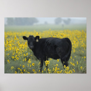 Ein Kalb unter den Sonnenblumen des Nebraska Poster