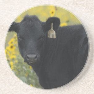 Ein Kalb zwischen den Sonnenblumen von Nebraska Getränkeuntersetzer