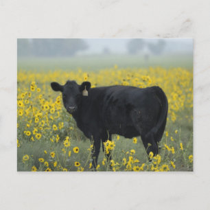 Ein Kalb zwischen den Sonnenblumen von Nebraska Postkarte