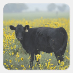 Ein Kalb zwischen den Sonnenblumen von Nebraska Quadratischer Aufkleber