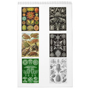 Ein Kalender aus den Zeichnungen von Ernst Haeckel