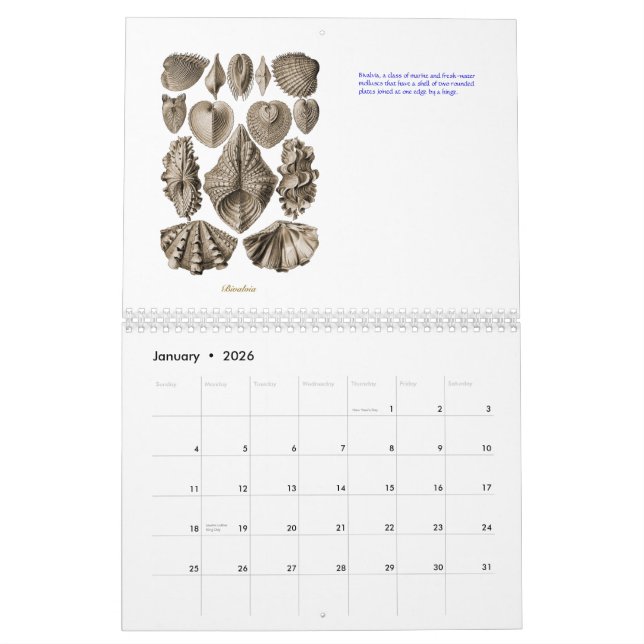 Ein Kalender der Muschelzeichnungen von Ernst (Jan 2026)