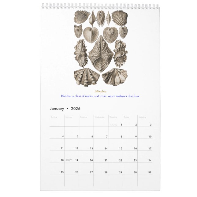 Ein Kalender der Muschelzeichnungen von Ernst (Jan 2026)