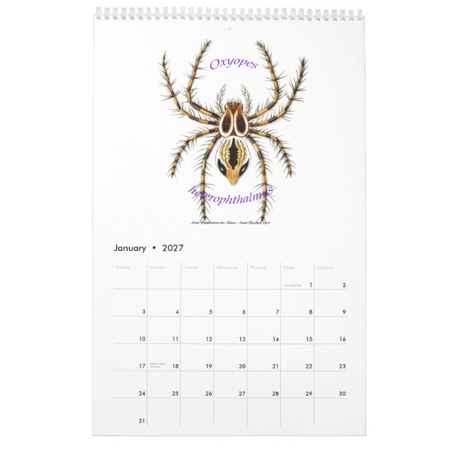 Ein Kalender der Spinnen durch Ernst Haeckel. (Jan 2027)