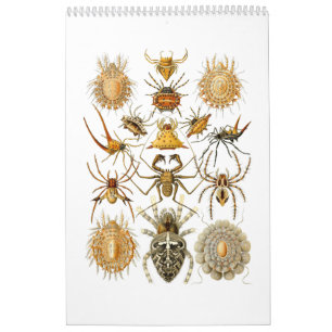 Ein Kalender der Spinnen durch Ernst Haeckel.
