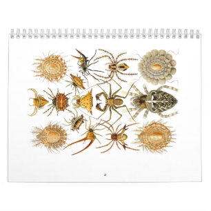 Ein Kalender der Spinnen durch Ernst Haeckel.