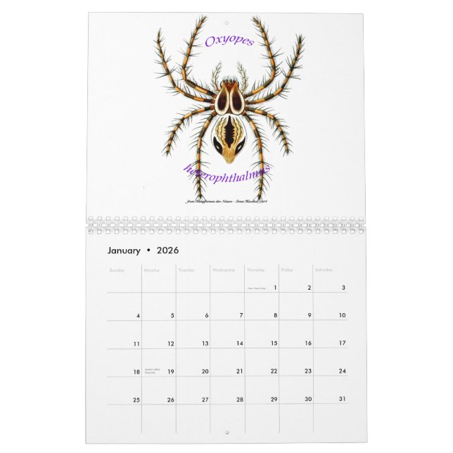 Ein Kalender der Spinnen durch Ernst Haeckel. (Jan 2026)
