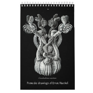 Ein Kalender der Zeichnungen von Ernst Haeckel