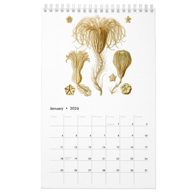 Ein Kalender der Zeichnungen von Ernst Haeckel (Jan 2026)