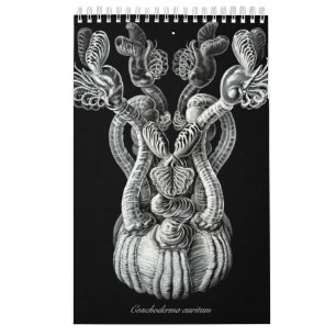 Ein Kalender einiger Zeichnungen von Ernst Haeckel