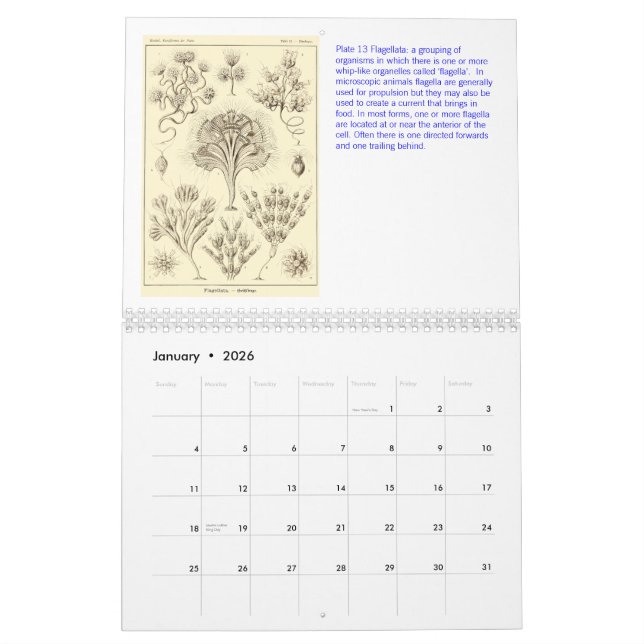 Ein Kalender von den Zeichnungen von Ernst Haeckel (Jan 2026)