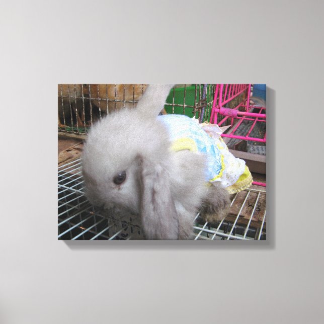 Ein Kaninchen in einem Kleid Leinwanddruck (Vorderseite)