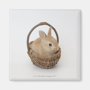Ein Kaninchen ist in einem Korb. Netherland Zwerg Magnet