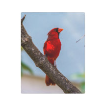 Ein Kardinal 11 x 14 Metal Wall Art