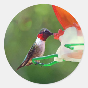 Ein karminroter Throated Kolibri Runder Aufkleber
