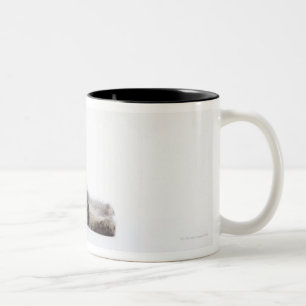 Ein Kätzchen der Maine-Waschbärkatze Zweifarbige Tasse