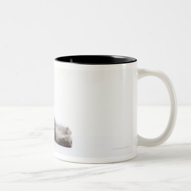 Ein Kätzchen der Maine-Waschbärkatze Zweifarbige Tasse (Rechts)