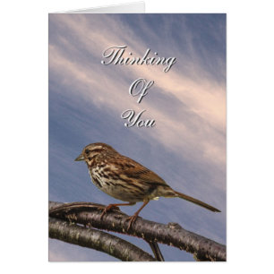 Ein kleiner Brown-Vogel