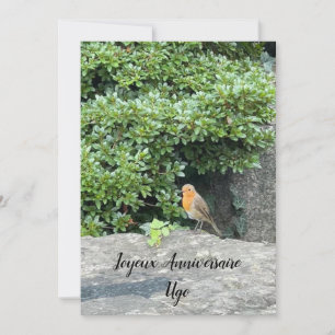 Ein kleiner Rotkehlchen