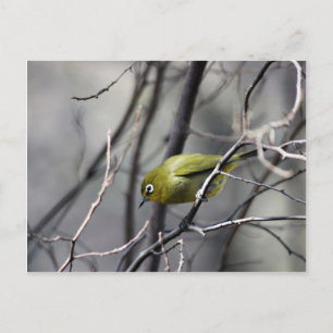 Ein kleiner Vogel flüsterte mir ins Ohr Postkarte