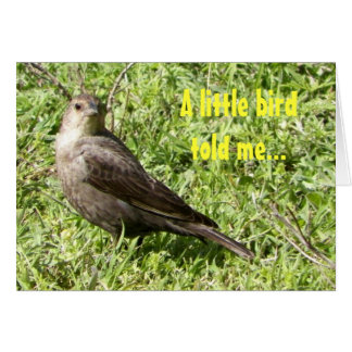 Ein kleiner Vogel hat mir erzählt