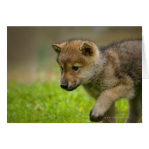 Ein kleiner Wolf
