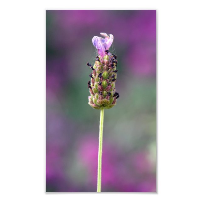 Ein kleines Stück Lavendel Fotodruck (Vorne)