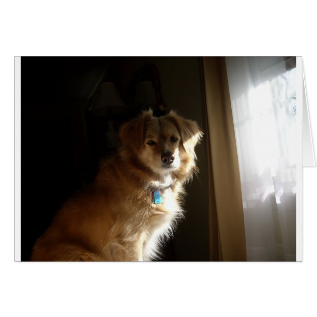 Ein Komfort-Retriever (Vorderseite (Horizontal))