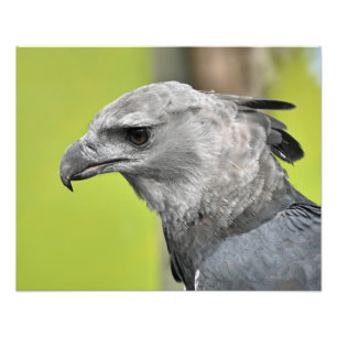 Ein königlicher Harpyadler Fotodruck