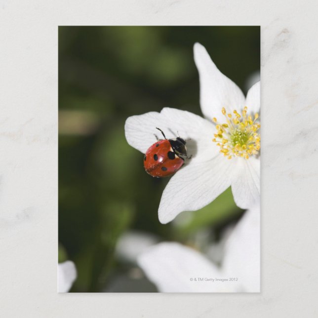 Ein Ladybird auf dem Holzanemon Stockholm Schweden Postkarte (Vorderseite)