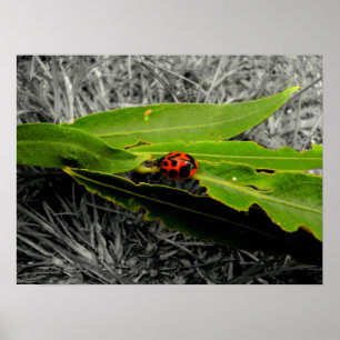 Ein Ladybug auf Blätter Poster