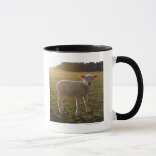 Ein Lamm an der Einstellung des Sun Schweden Tasse