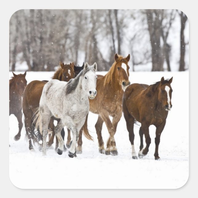 Ein landschaftlicher Winter Quadratischer Aufkleber (Vorderseite)