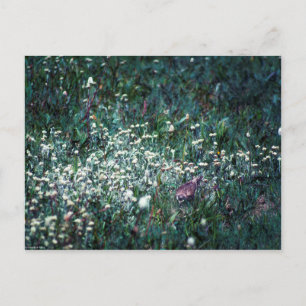 Ein Lark auf der Wiese Postkarte