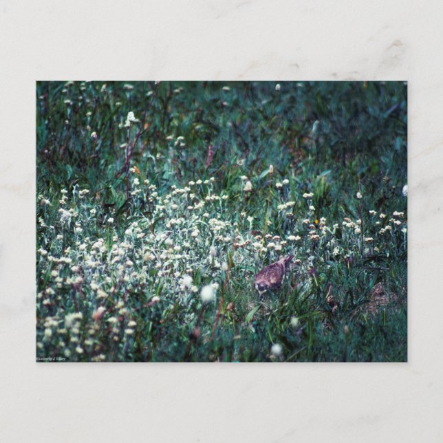 Ein Lark auf der Wiese Postkarte (Vorderseite)