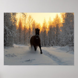 Ein Laufpferd im Winter in Finnland Poster