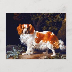 Ein Leberfarbener und Weißer Charle Spaniel von G Postkarte
