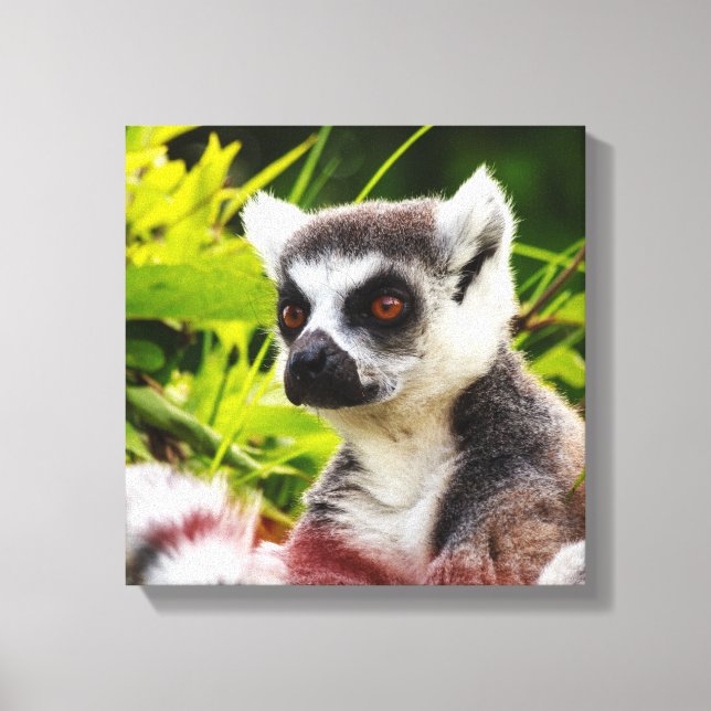 ein Lemur Madagaskar auf eingewickelten Leinwänden Leinwanddruck (Vorderseite)