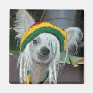 Ein Liebe chinesischer Rasta Hundemagnet mit Haube Magnet